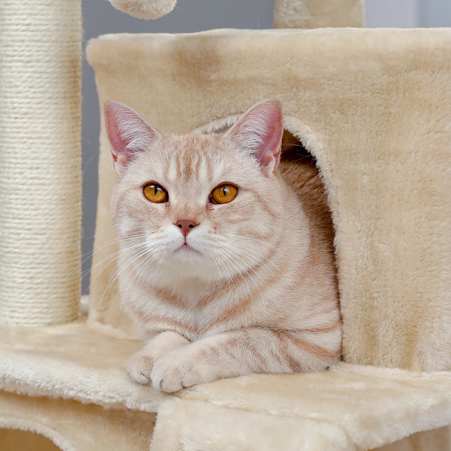 Tour en bois pour chats avec double condos – Perchoir spacieux, poteaux à griffer en sisal et jouets suspendus remplaçables